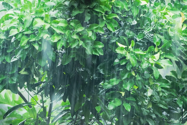 A vibrant shower of rain nourishing lush green plants symbolizing growth and abundance.
