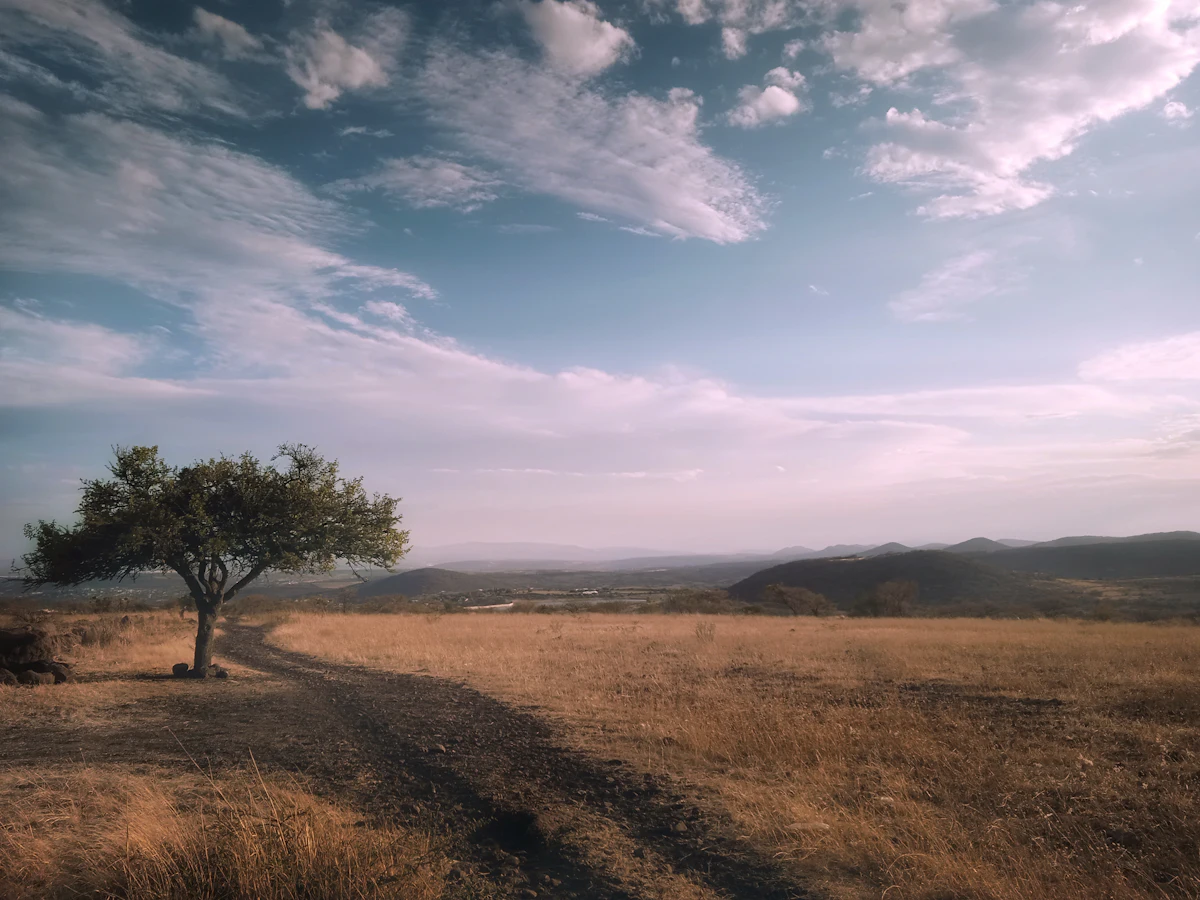 A lone tree in a field of dry grass near Querétaro, with low hills on the horizon under a cloudy sky