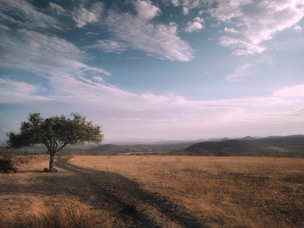 a lone tree stands in the middle of a field