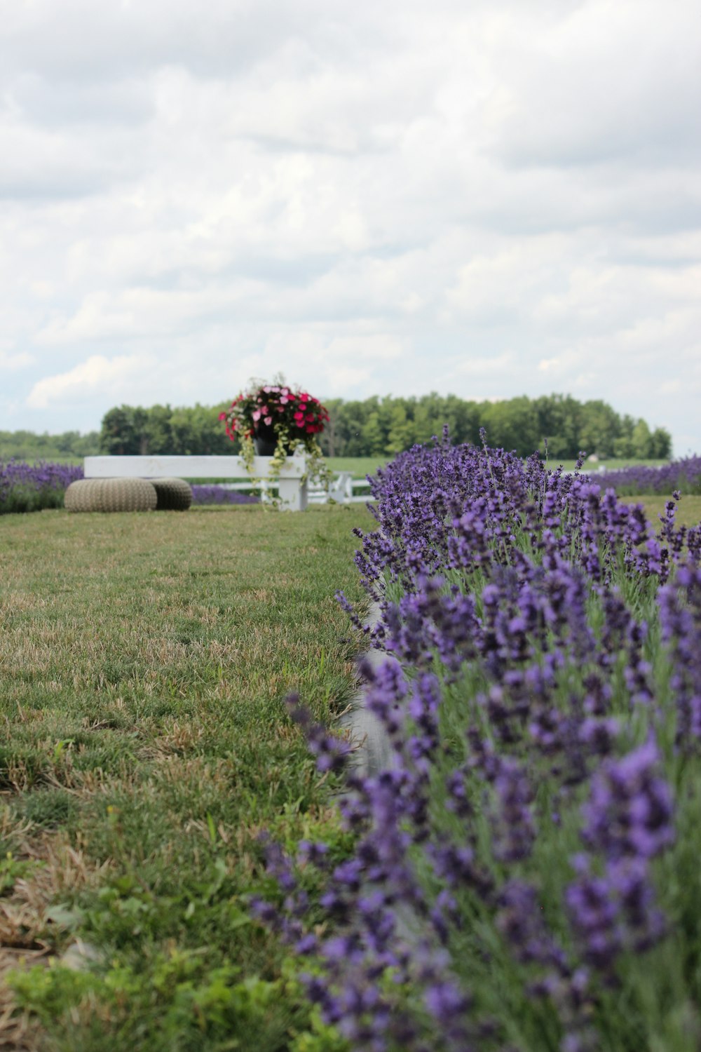 a field of lavender flowers and hay bales