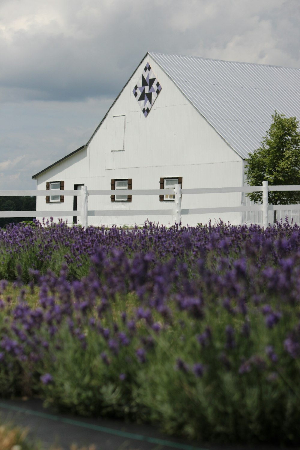 a large field of purple flowers next to a white barn