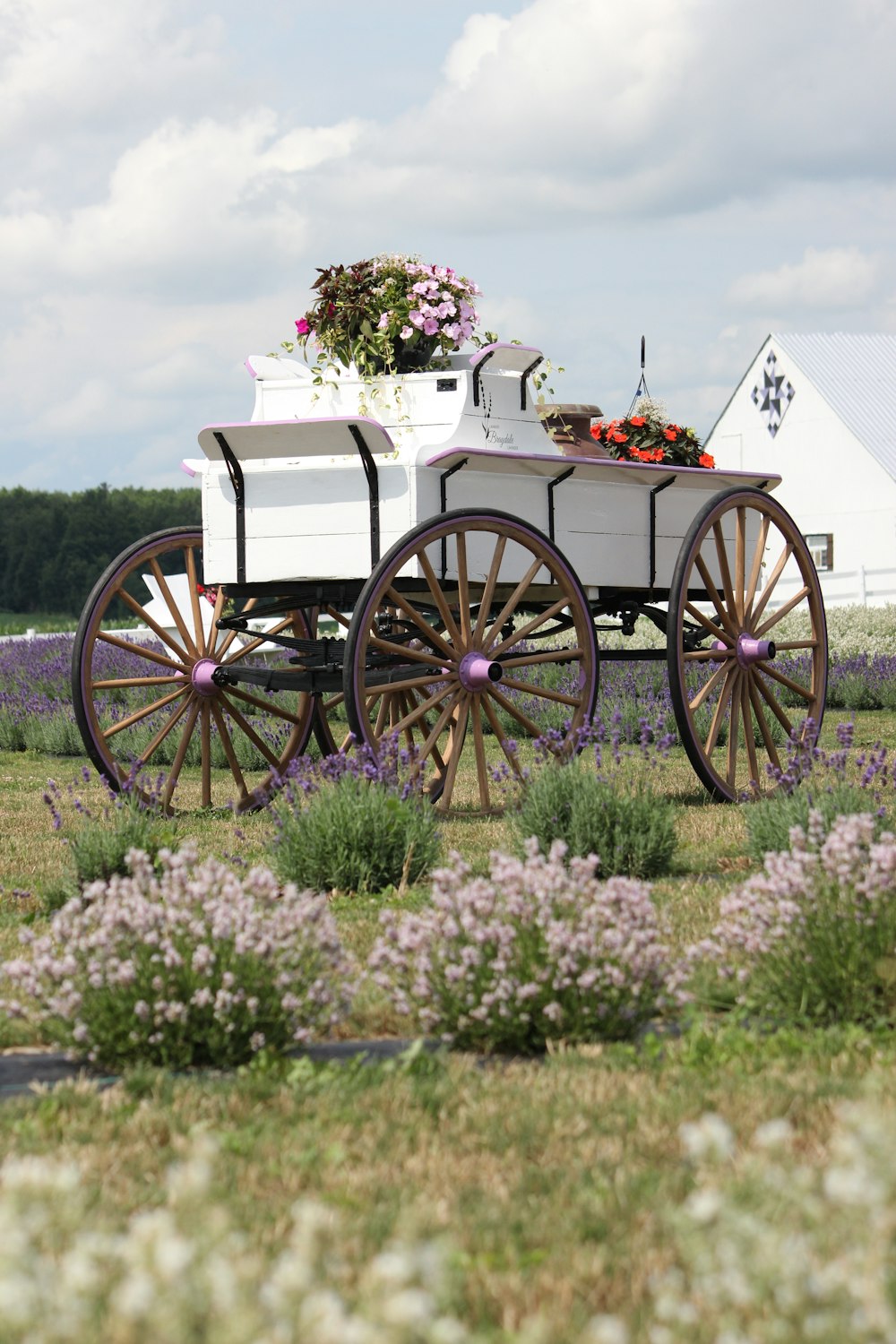 a horse drawn carriage in a field of flowers