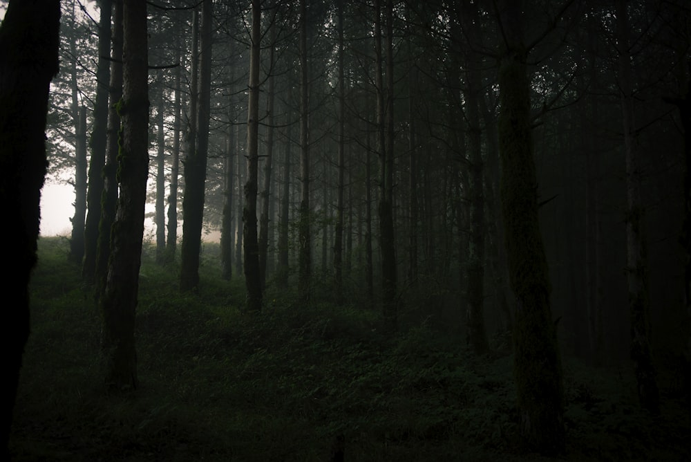 a dark forest filled with lots of tall trees