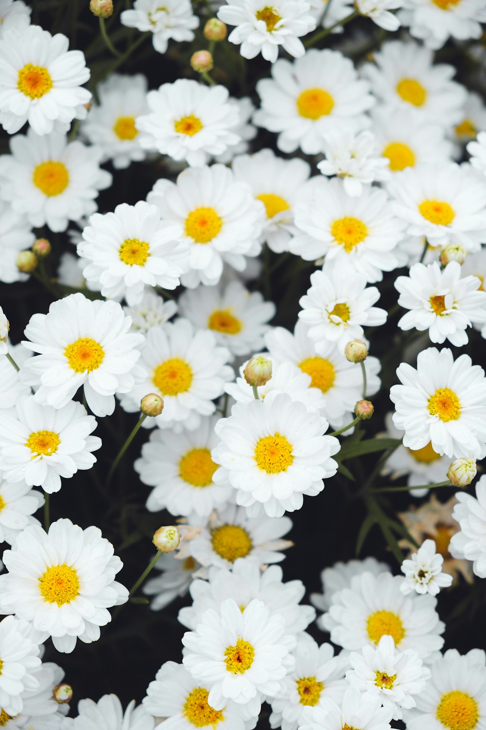 a bunch of white flowers with yellow centers