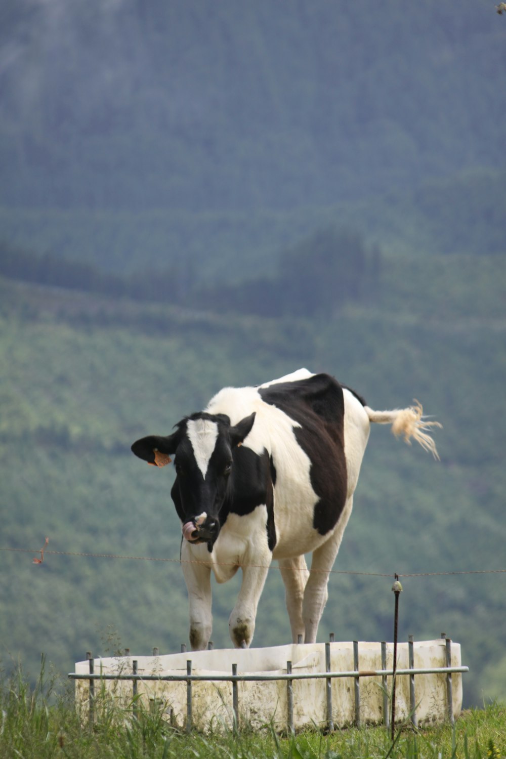 a black and white cow standing on top of a fence