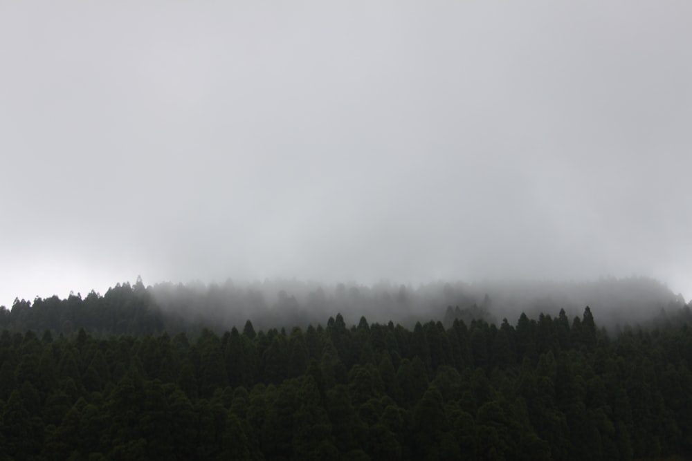 une forêt couverte de brouillard et de nuages bas