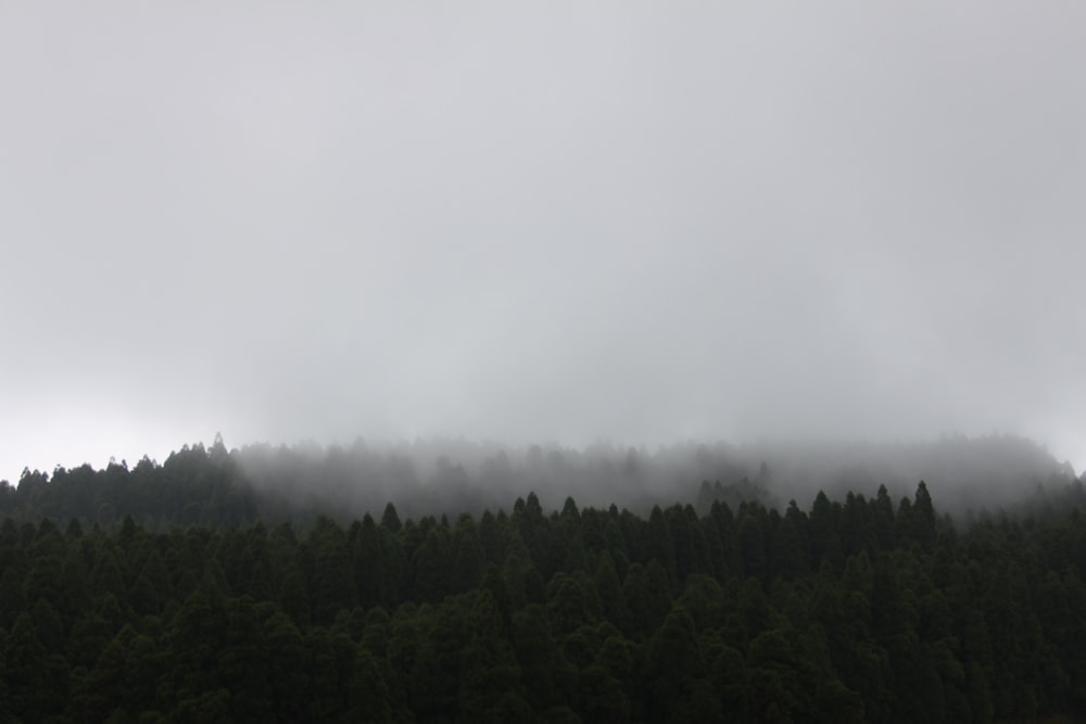 a forest covered in fog and low lying clouds