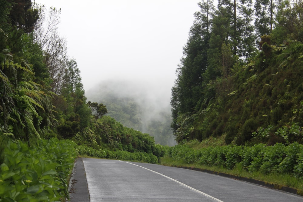 a car driving down a road next to a lush green forest