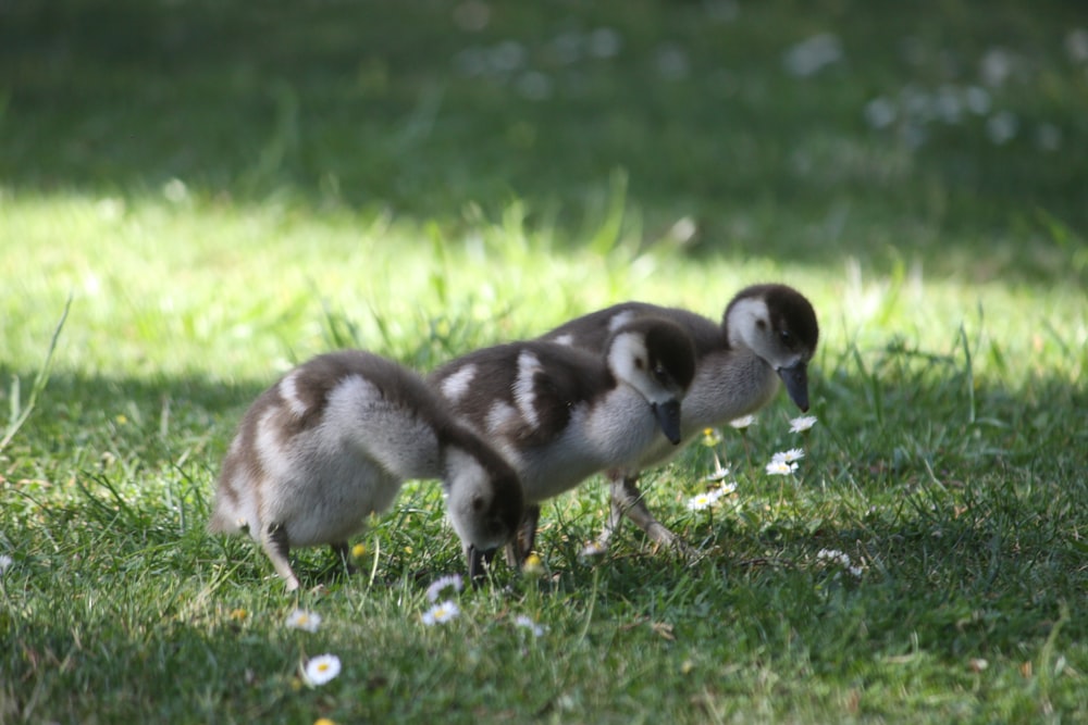 a couple of ducks walking across a lush green field