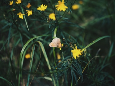 Close-up of a rare butterfly resting on a wildflower in a protected meadow.