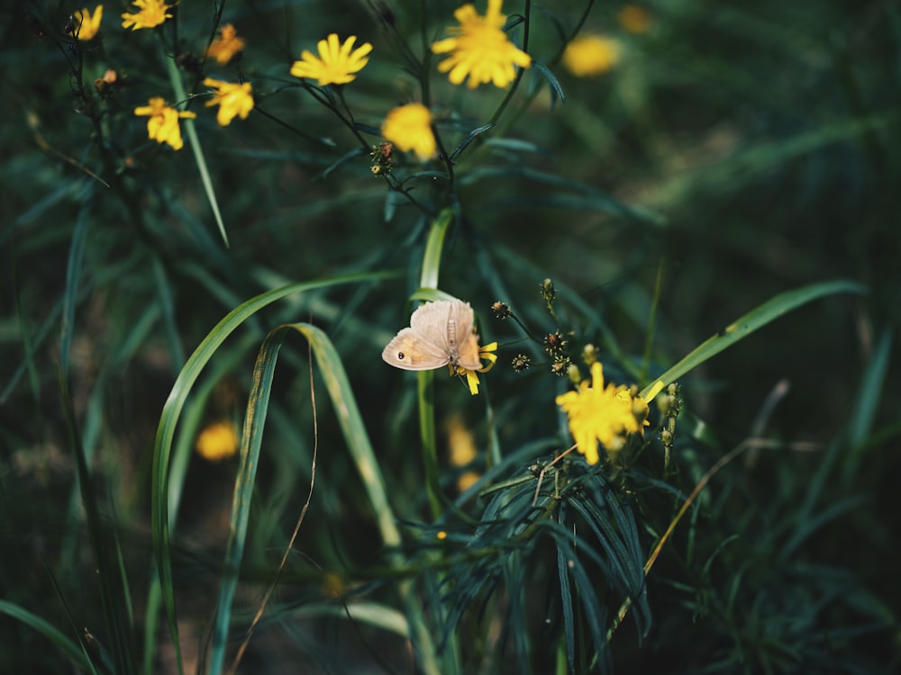 a butterfly sitting on top of a yellow flower