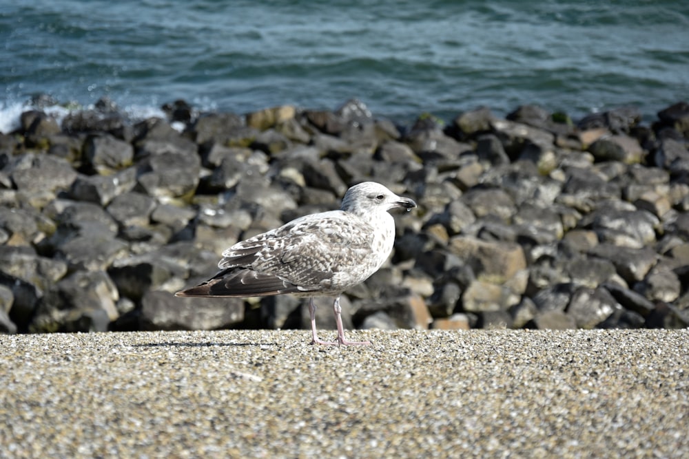 a seagull standing on a beach next to a rock wall