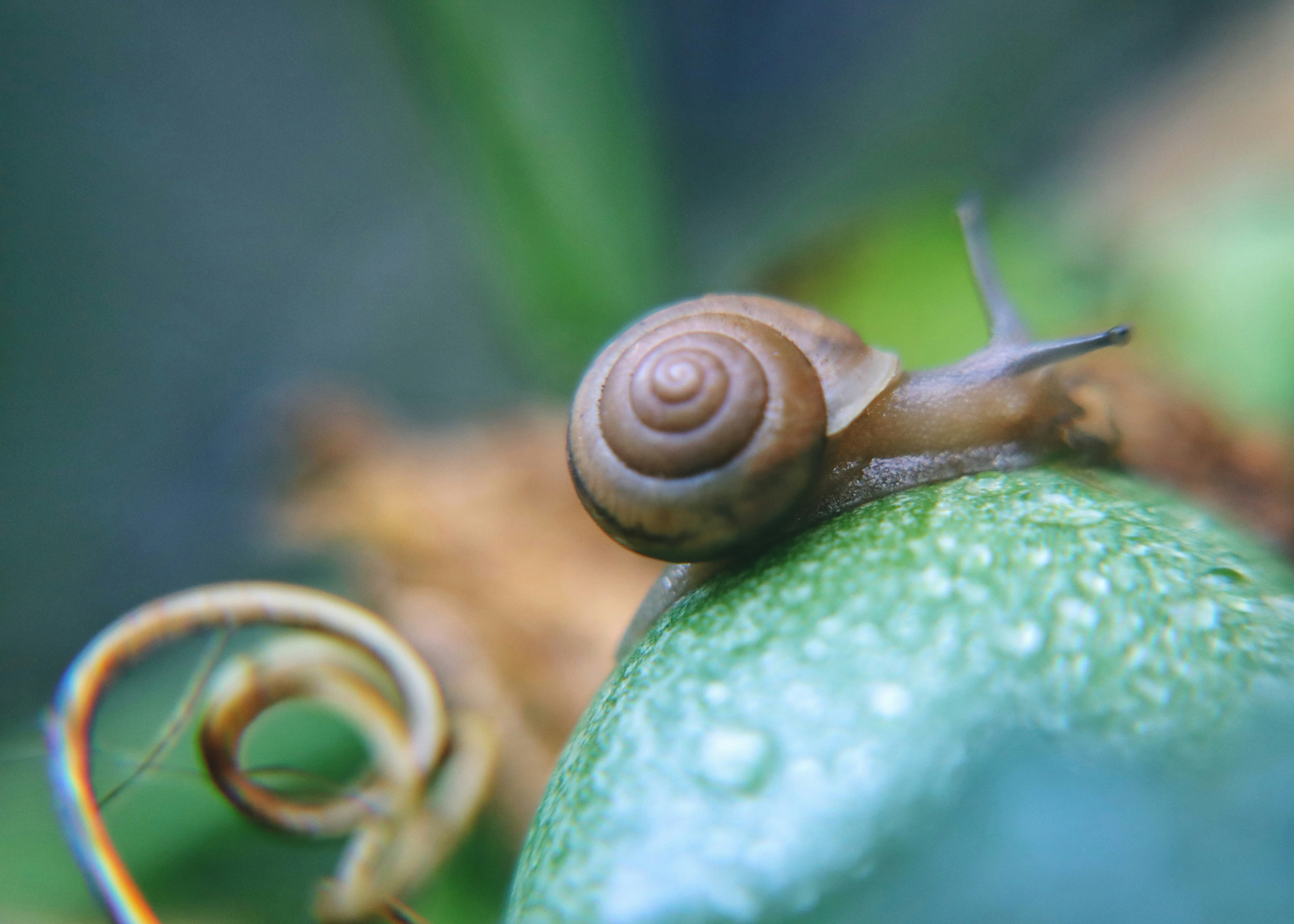 Un primer plano de un caracol en una hoja foto – Imagen de Fondo de  naturaleza gratuita en Unsplash, image size:3000x2143