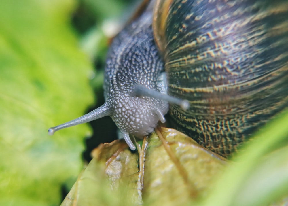 a close up of a snail on a leaf