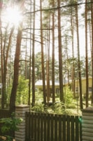 Sunlight filtering through lush greenery around peaceful homes.