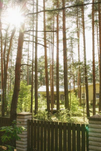 A peaceful tiny-home nestled among tall trees with soft morning light filtering through.