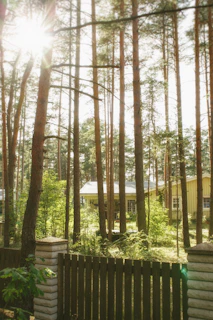 Sunlight filtering through tall trees over a cozy wooden cottage at Serenveda farmstay