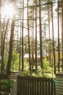 Sunlight filtering through tall trees onto cozy eco-friendly cottages at Redforest.