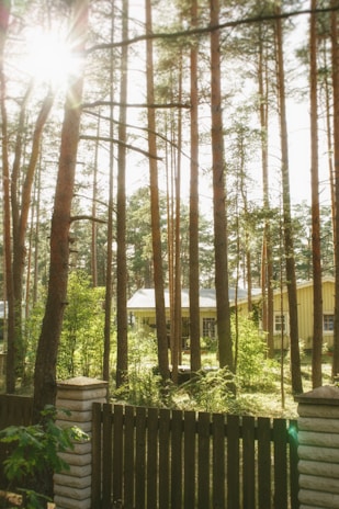 Sunlight filtering through tall trees onto cozy eco-friendly cottages at Redforest.