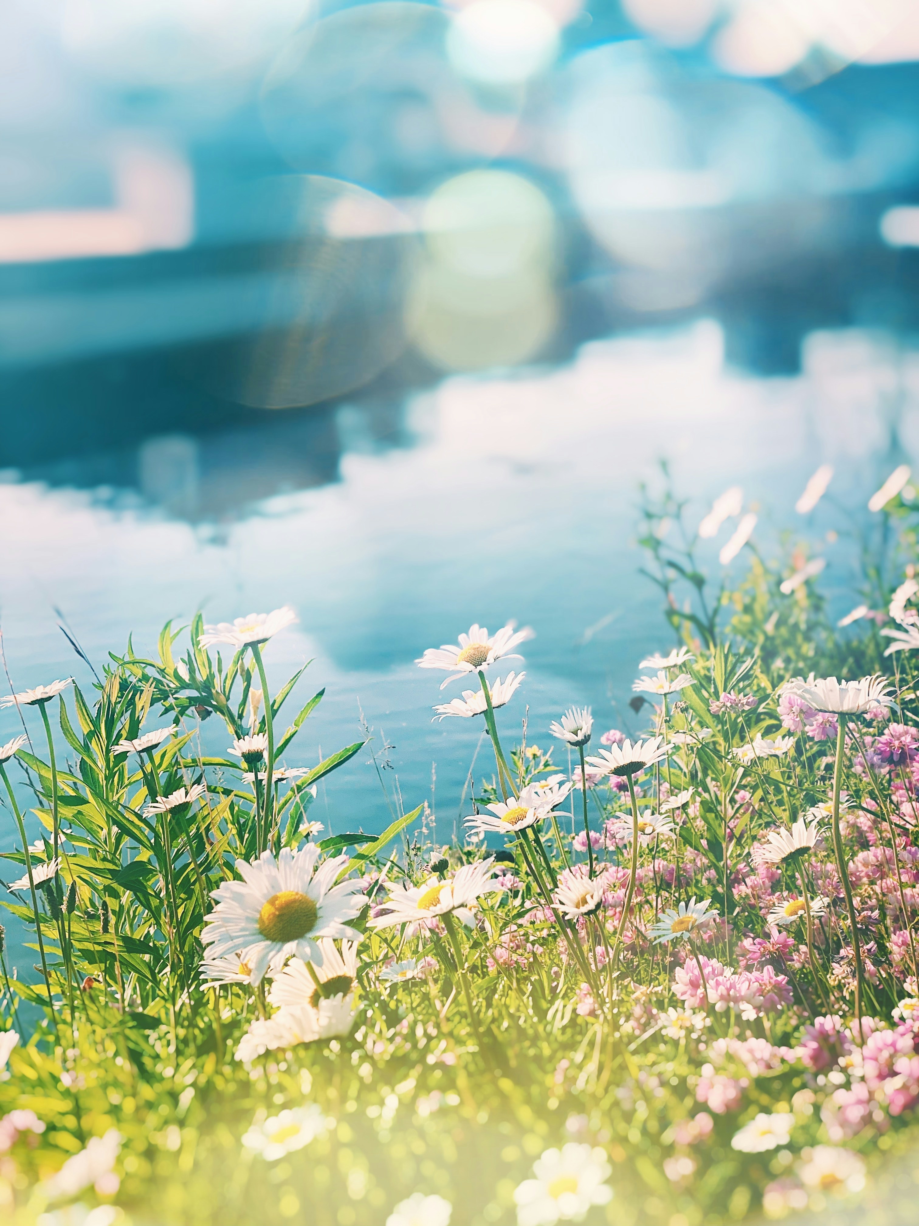 a bunch of flowers that are in the grass