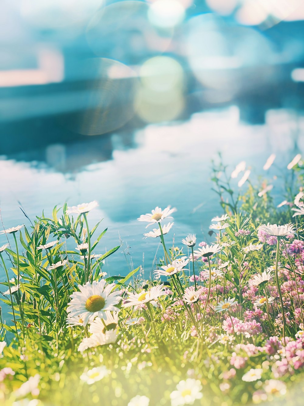 un bouquet de fleurs qui sont dans l’herbe