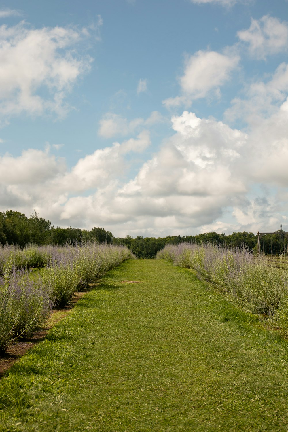 a grassy field with trees and bushes in the background