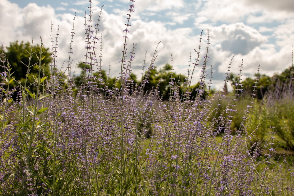 Un campo pieno di fiori viola sotto un cielo nuvoloso