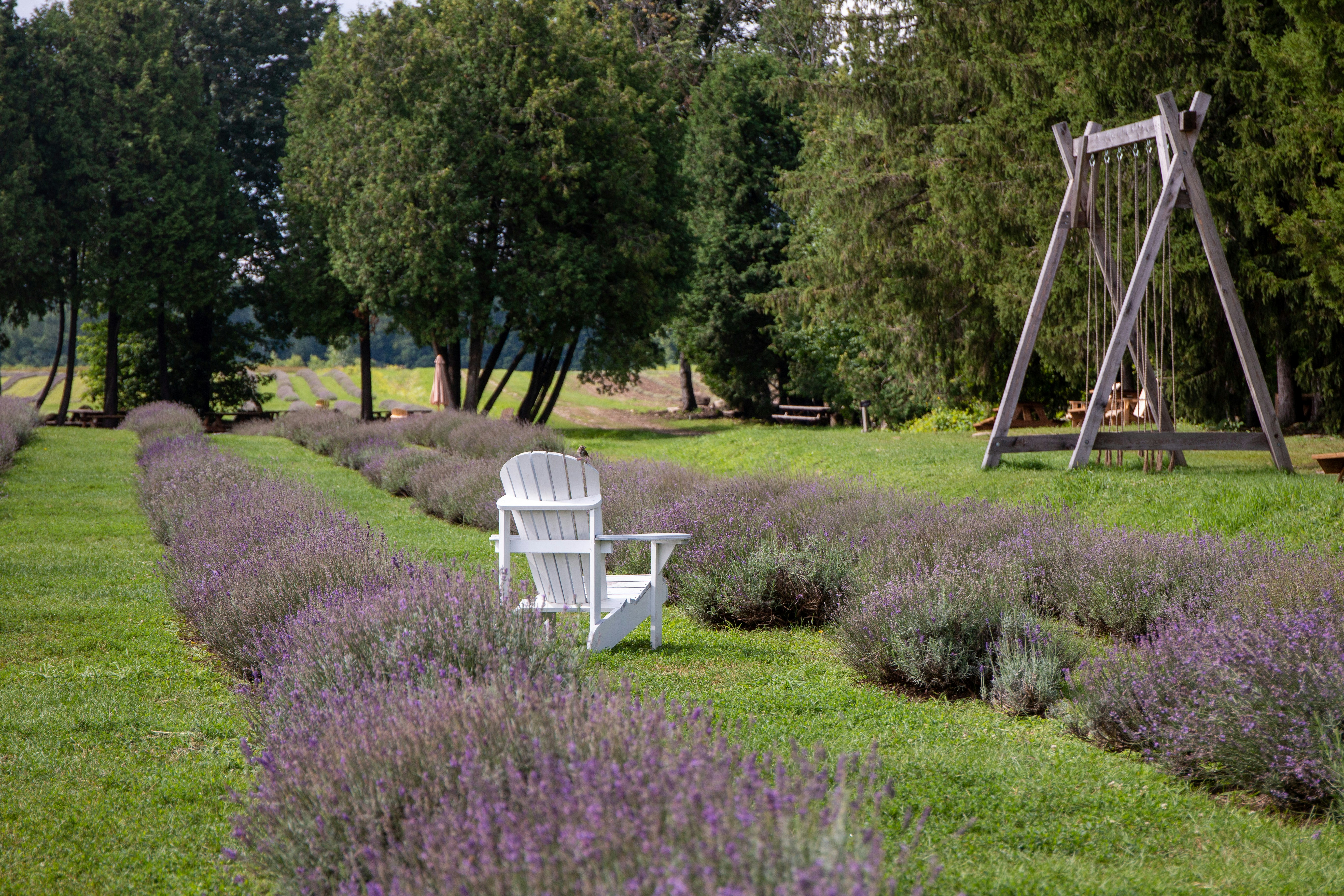 a white chair sitting on top of a lush green field