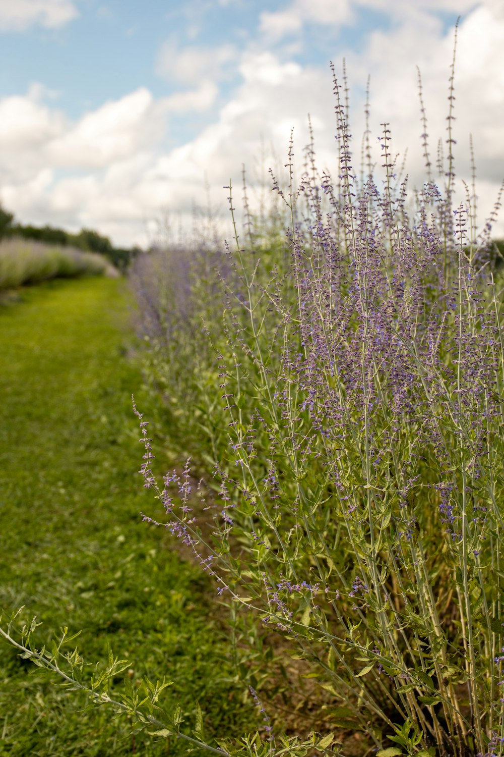 a field full of purple flowers on a sunny day