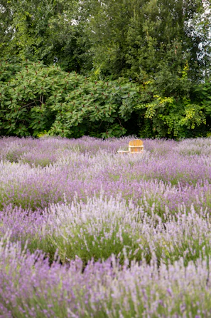 A charming rural terrace with wooden chairs overlooking a blooming lavender field.