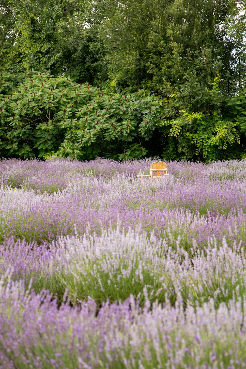 a bench in a field of lavender flowers
