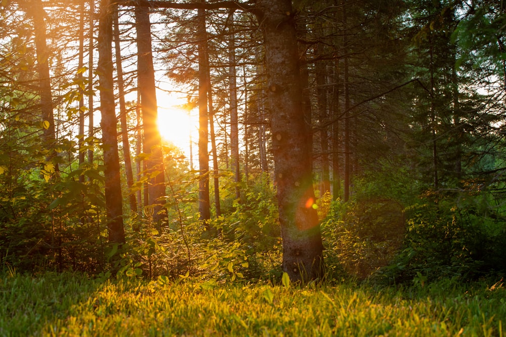 the sun is shining through the trees in the forest