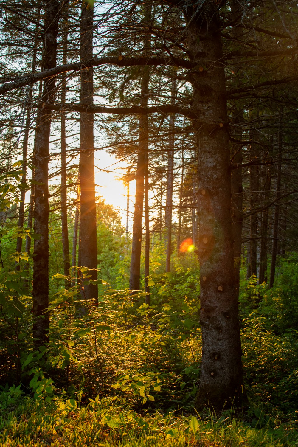 the sun is shining through the trees in the forest