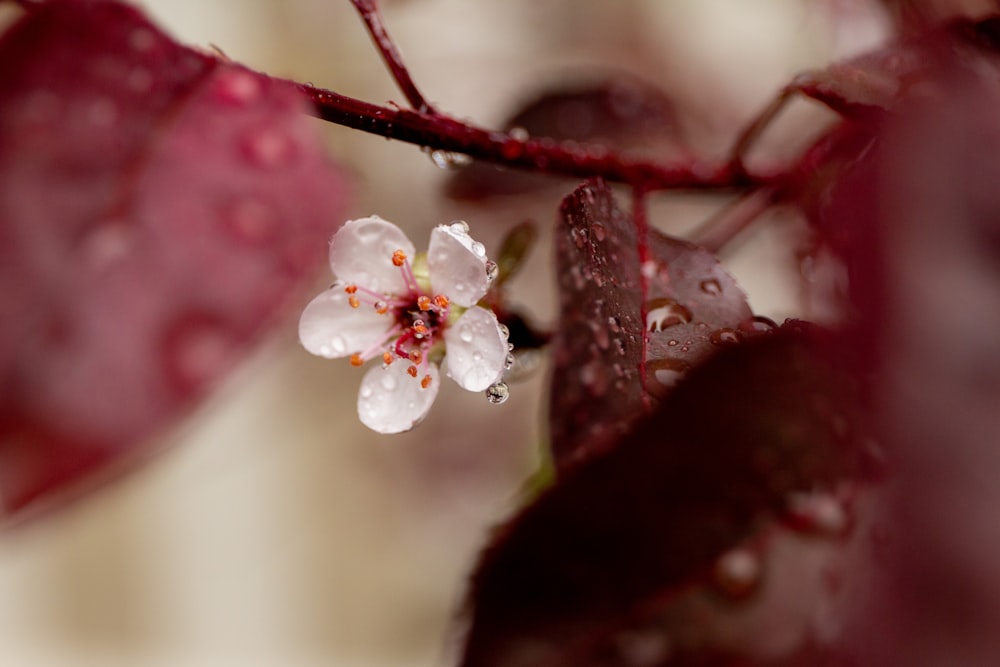 a close up of a flower on a tree branch