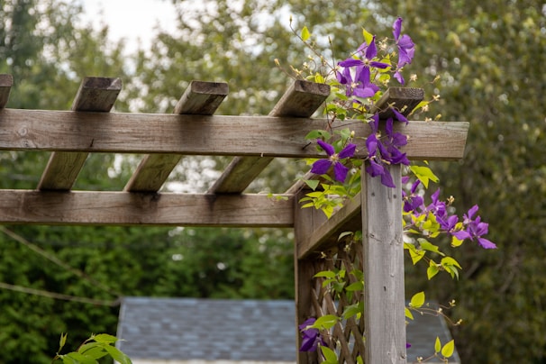 A rustic wooden trellis supporting ripening grapevines, blending function with natural beauty.