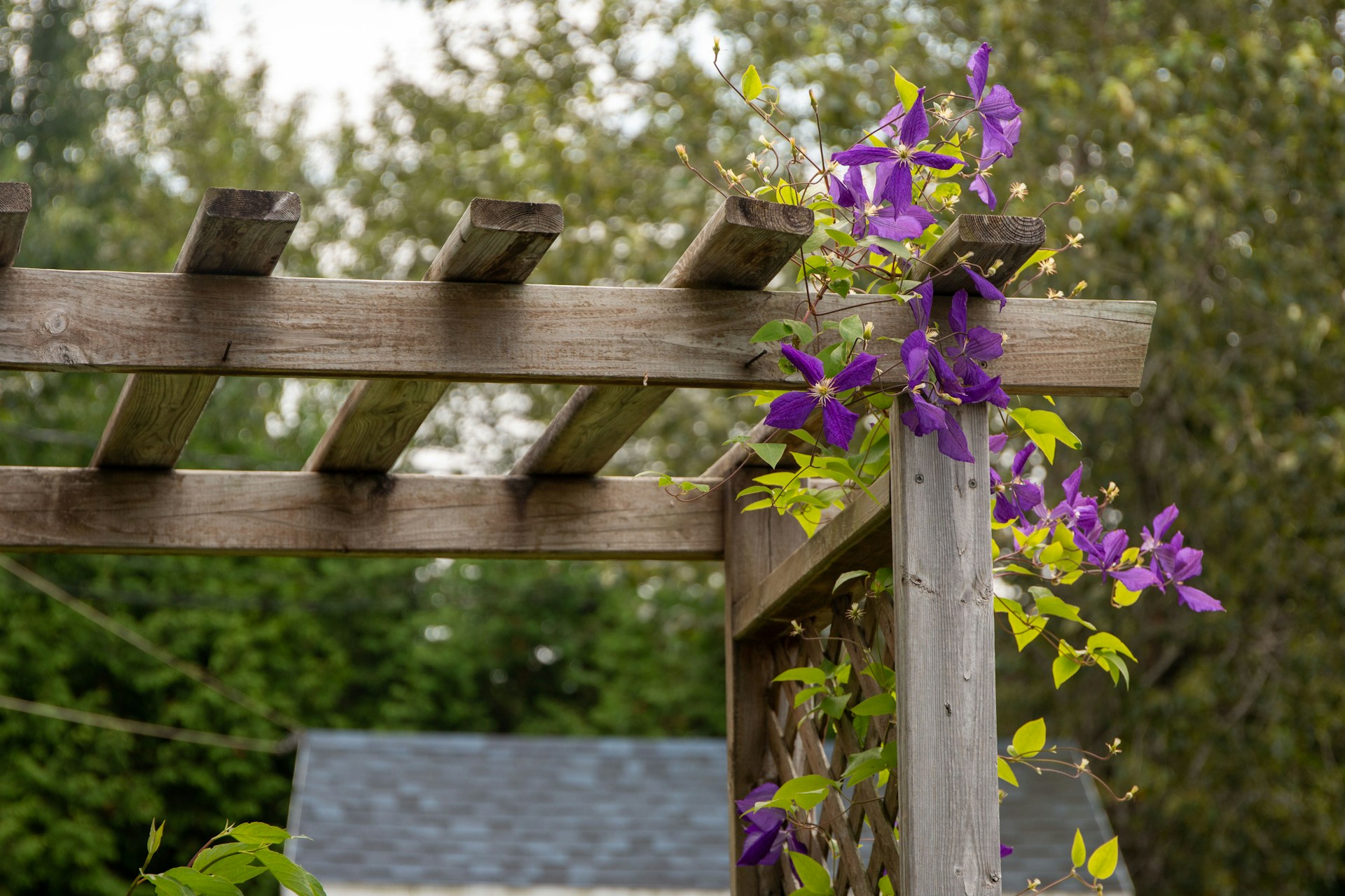 a wooden trellis with purple flowers growing on it