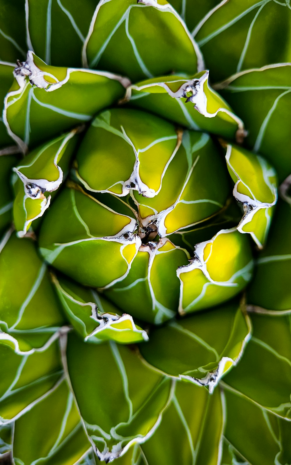 a close up of a bunch of green bananas