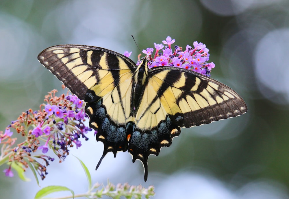 a yellow and black butterfly sitting on a purple flower