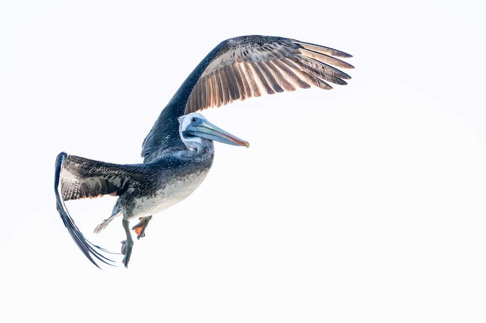 a large bird with a long beak flying through the air