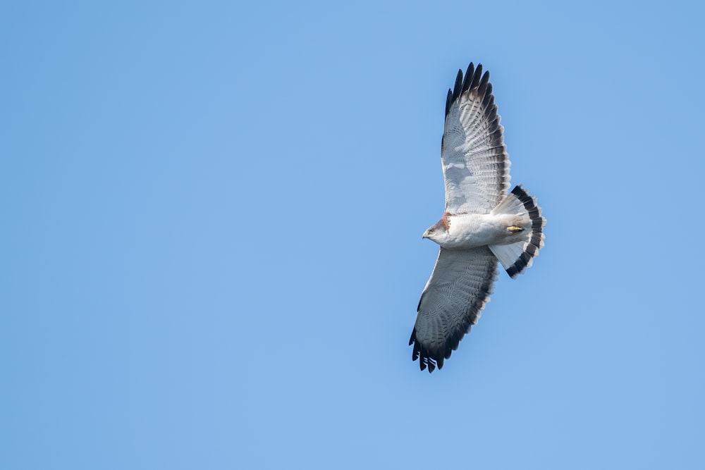 a large bird flying through a blue sky