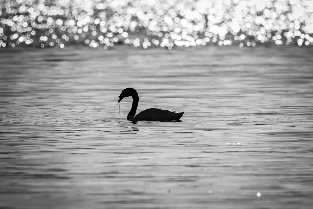 a black and white photo of a duck in the water