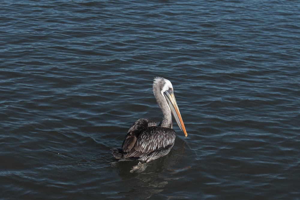 a bird with a long beak floating on a body of water