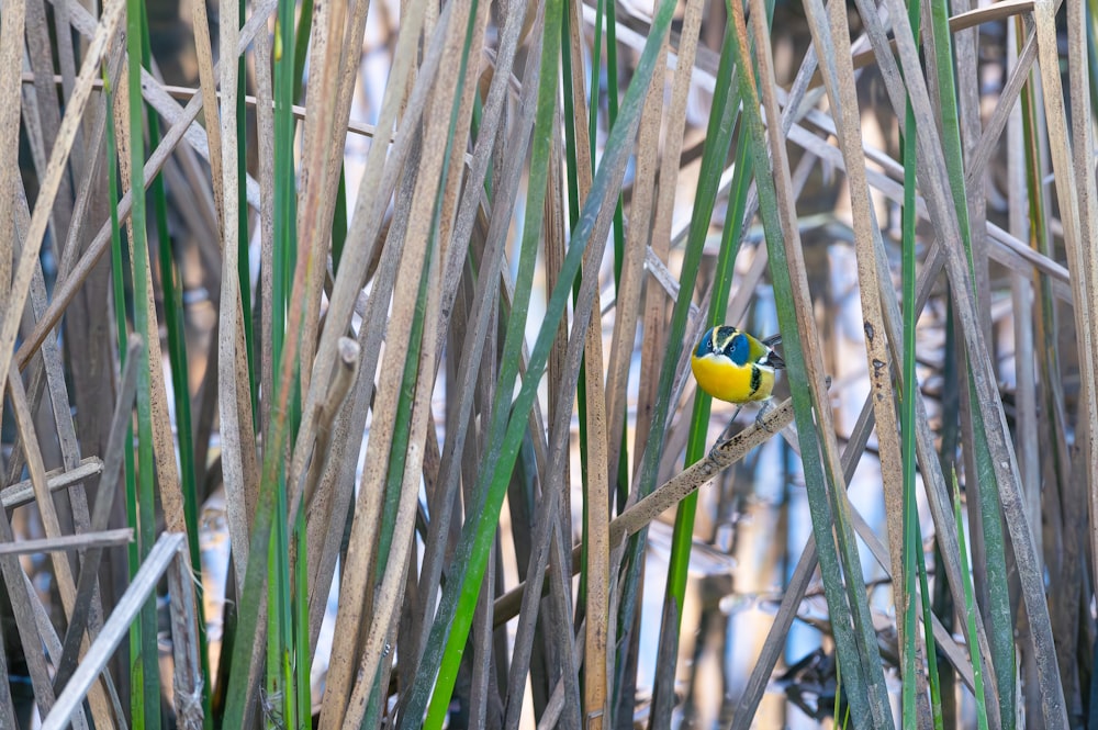 a small yellow and blue bird perched on a branch