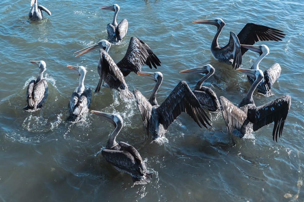 a large group of pelicans in the water