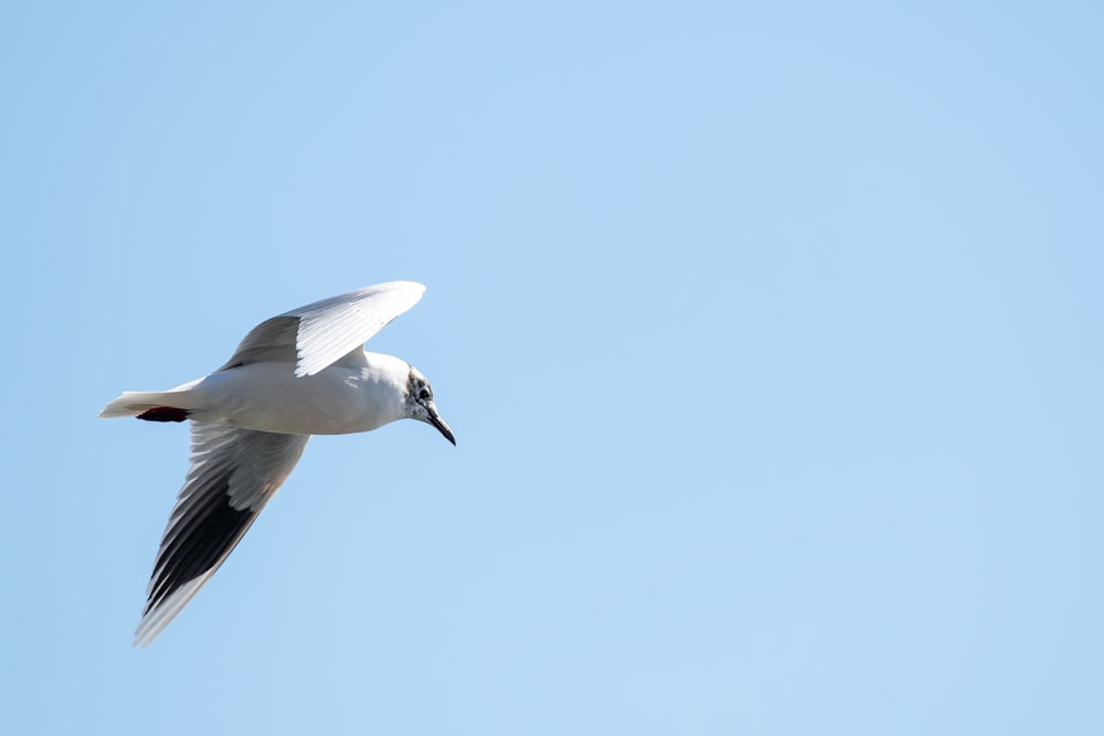 a white bird flying through a blue sky