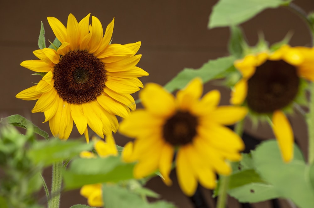 a group of yellow sunflowers in a garden