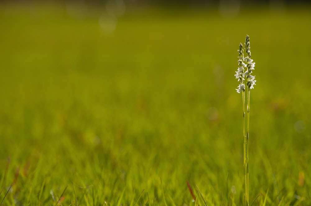a small white flower in a grassy field