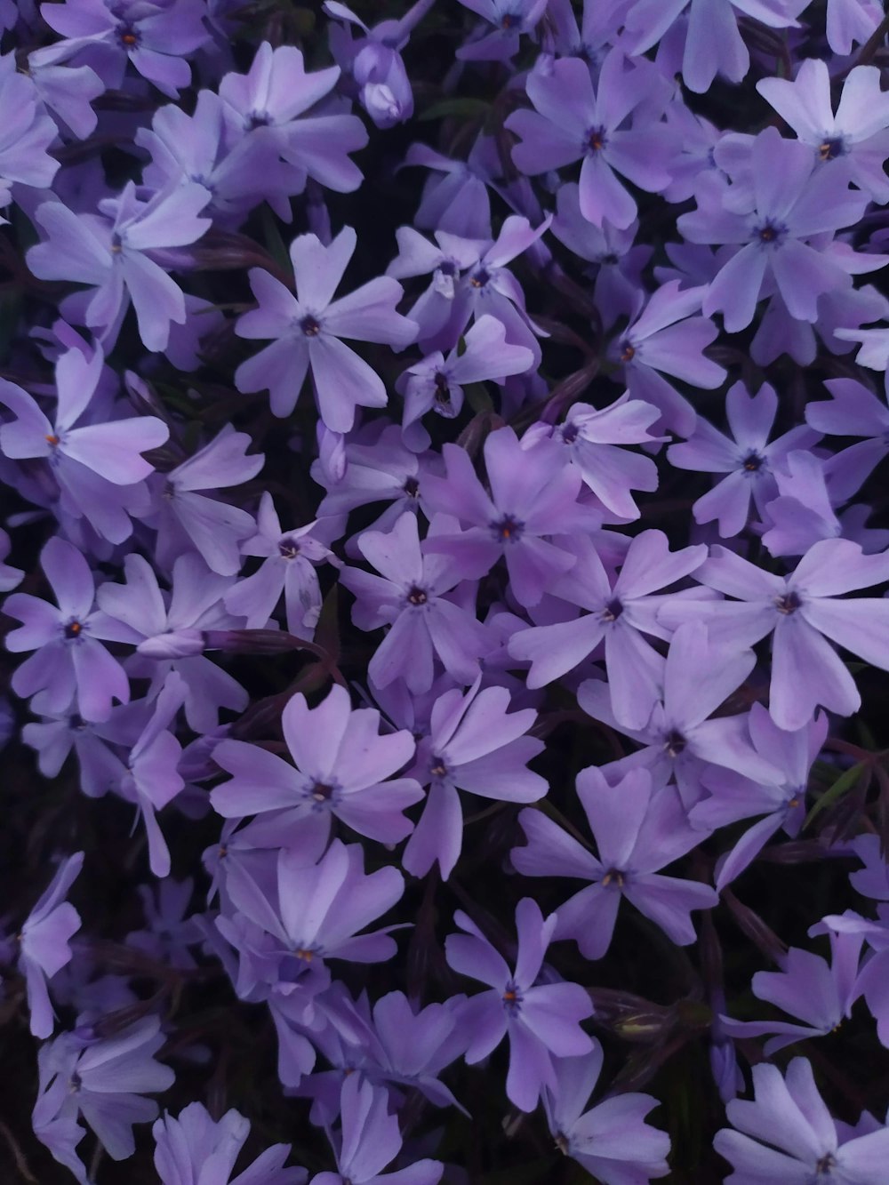 a bunch of purple flowers that are blooming