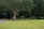 A large tree with an expansive canopy stands prominently in the middle of a well-maintained lawn. The tree has a thick trunk with roots partially exposed at the base. In the background, there is a dense forest that creates a lush green backdrop. The lawn is surrounded by a low wooden fence, and the area around the tree appears to be cordoned off. A gravel path runs to the left side of the tree.
