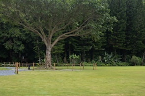 A large tree with an expansive canopy stands prominently in the middle of a well-maintained lawn. The tree has a thick trunk with roots partially exposed at the base. In the background, there is a dense forest that creates a lush green backdrop. The lawn is surrounded by a low wooden fence, and the area around the tree appears to be cordoned off. A gravel path runs to the left side of the tree.